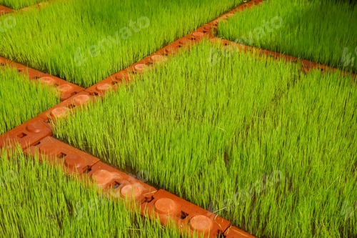 Preview: Paddy Rice In Field