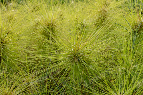 Preview: Close Up Spinifex Littoreus Grass On The Beach.