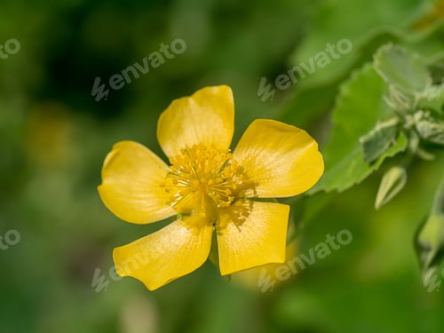 Preview: Close Up Yellow Flower Of Country Mallow (Abutilon Indicum)