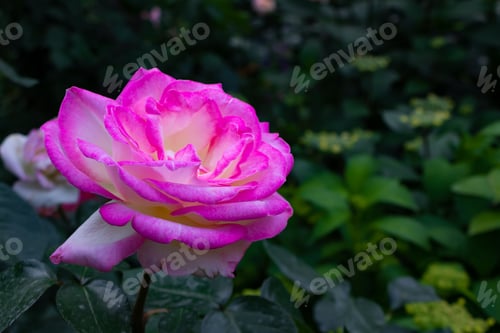 Preview: Beautiful Roses In Yokohama