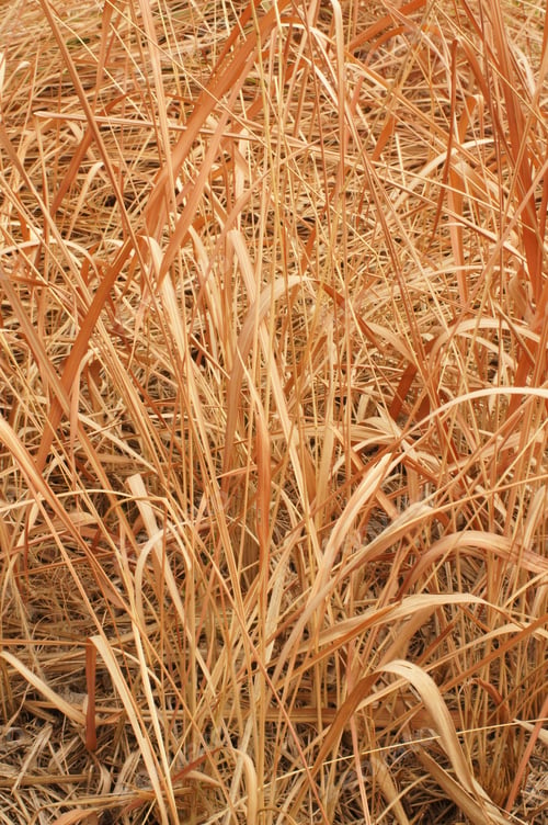 Preview: Dry Grass