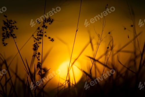 Preview: Silhouette Of Flower Grass In The Summer With Sunset Background