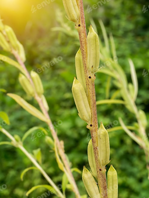 Preview: Sesame Seeds On Tree With Sunlight. (Sesamum Indicum Plant)