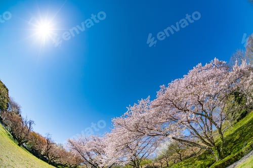 Preview: Cherry Blossoms At Iwamotoyama Park In Fuji City, Shizuoka Prefecture