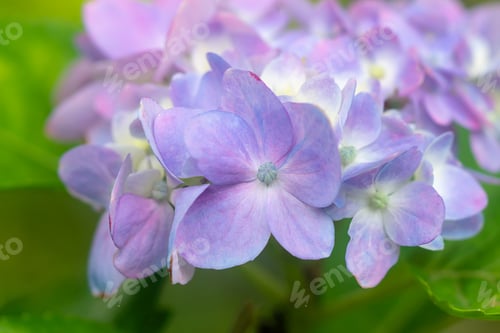 Preview: Close Up Pink Hydrengea Flower Background.