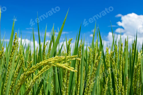 Preview: Summer Blue Sky And Ear Of Rice