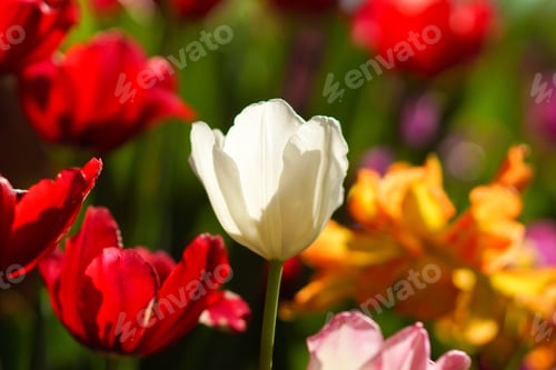 Preview: Tulips Are Blooming In The Garden.