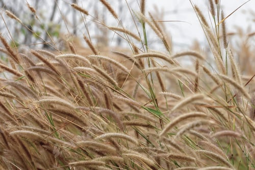Preview: Close Up Brown Desho Grass Flower. (Scientific Name Pennisetum Pedicellatum)