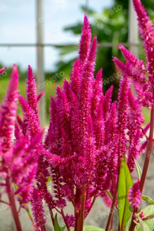 Preview: Vibrant Pink Flowers Blooming in Natural Setting