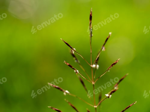 Preview: Close Up Of Gold Beard Grass On Blur Background. (Chrysopogon Aciculatus)