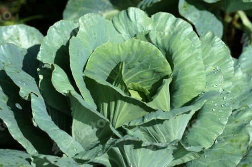 Preview: Close-Up Of Fresh Cabbage In The Vegetable Garden