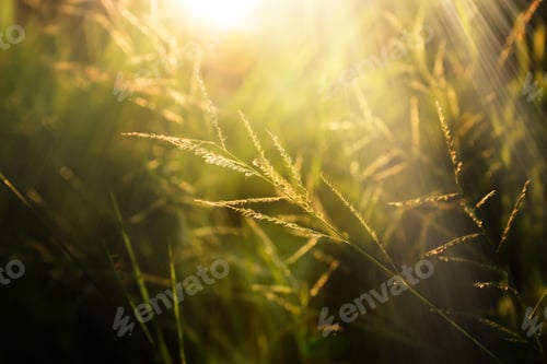 Preview: Flower Grass With Sunlight.