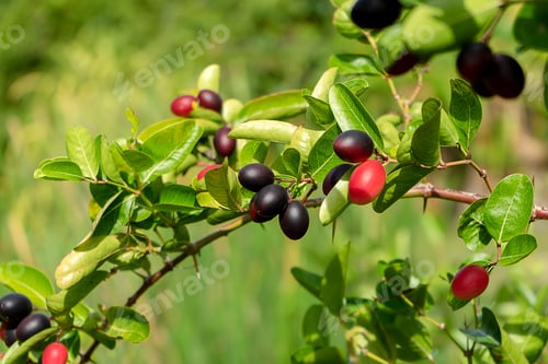 Preview: Carissa Carandas Fruit On Tree With Leaves