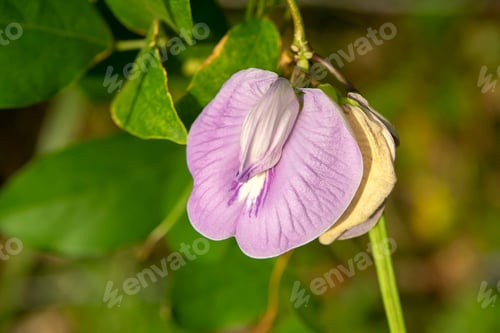 Preview: Purple Flowers Of Butterfly Pea. (Scientific Name Centrosema Pubescens Benth)