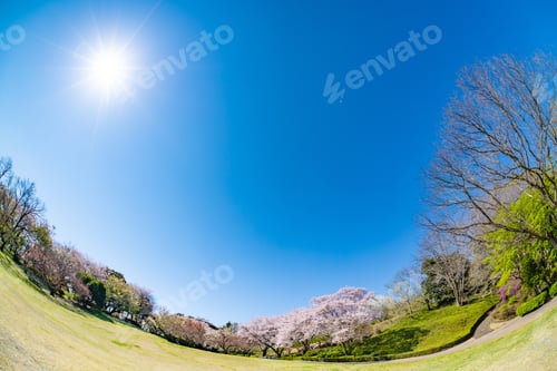 Preview: Cherry Blossoms At Iwamotoyama Park In Fuji City, Shizuoka Prefecture