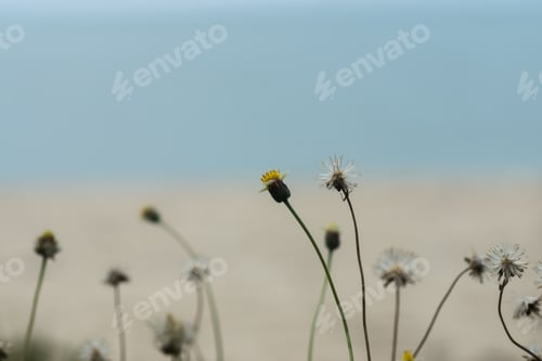 Preview: Close Up Flower Grass With Floating Dust.