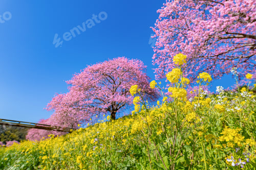 Preview: Kawazu Cherry Blossoms In Minamiizu-Cho, Kamo-Gun, Shizuoka Prefecture