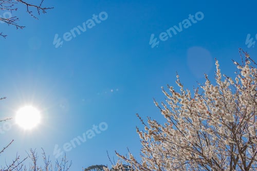 Preview: Beautiful White Plum And Big Sun