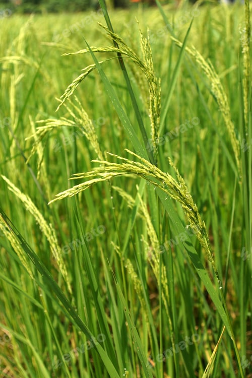 Preview: Rice Plant In Rice Field