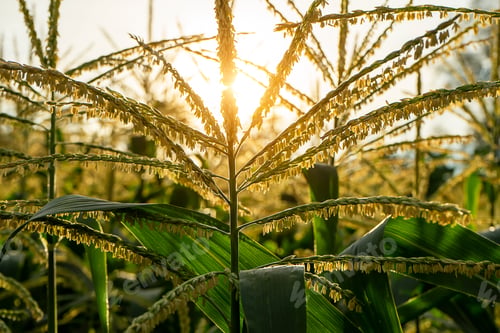 Preview: Close Up Pollen Of Corn Flower With Sunlight