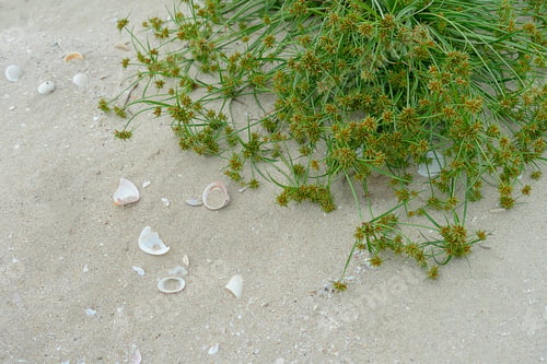 Preview: Close Up The Flower Grass On The Beach.