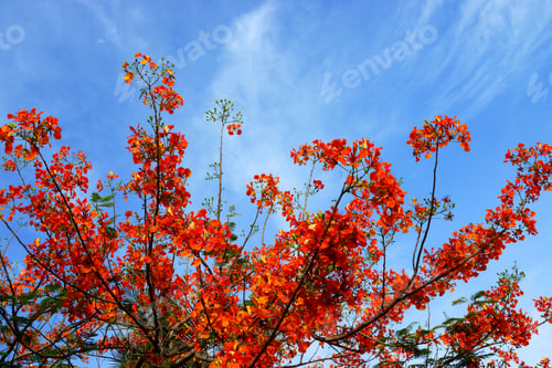 Preview: Spring Flower. The Flame Tree. (Delonix Regia (Boj. Ex Hook.))