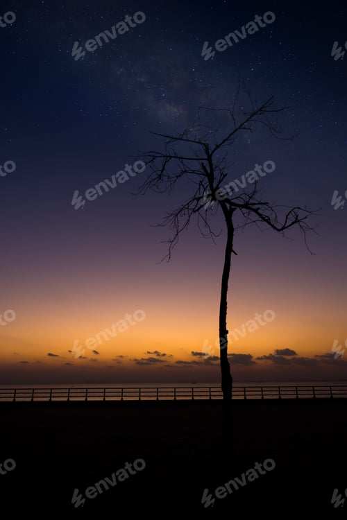 Preview: Dead Tree With Star In Twilight Sky.