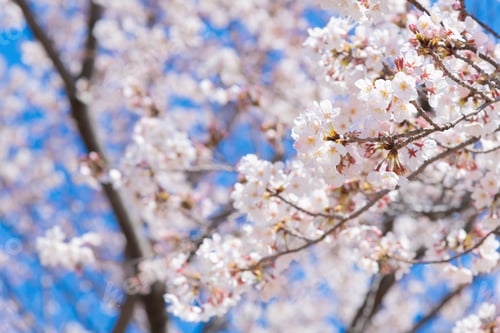 Preview: Cherry Blossoms In Shin-Yokohama Park