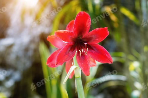Preview: Red Amaryllis Flower With Sunlight.