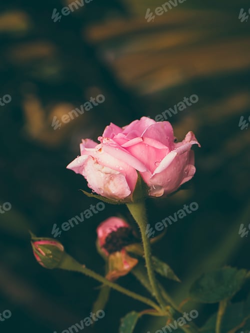 Preview: Close Up Pink Rose Flower In Vintage Color With Blur Background.