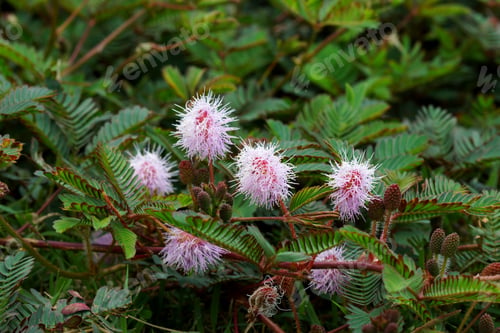 Preview: Sensitive Plant ( Mimosa Pudica )