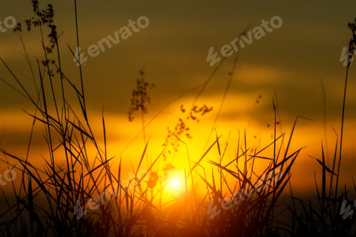 Preview: Silhouette Of Flower Grass In The Summer With Sunset Background