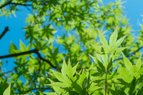 Preview: Fresh Green Season