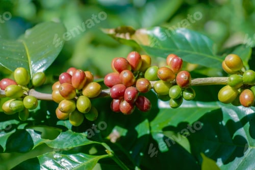 Preview: Fresh Coffee Beans On The Tree