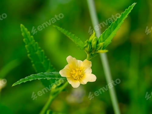 Preview: Close Up Yellow Flower With Leaves On Blur Background.