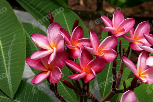 Preview: Red Plumeria (Frangipani) Flowers On Tree.