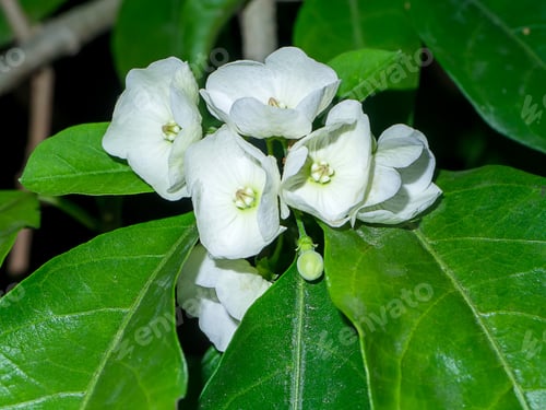 Preview: Close Up Of Vallaris Solanacea Flower.