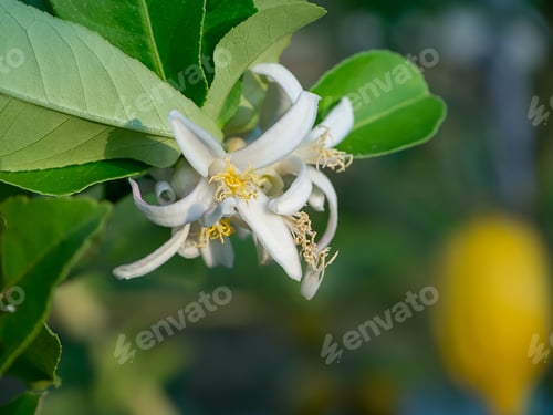 Preview: Close Up Lemon Flower On Tree.