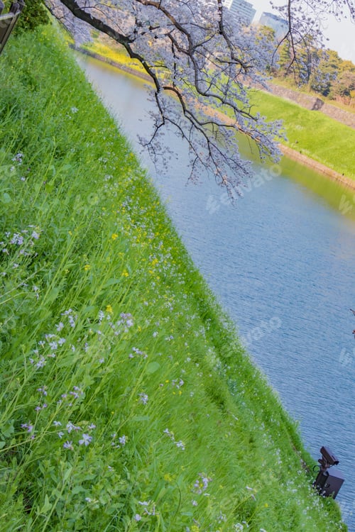 Preview: Cherry Blossoms At Tokyo Chidorigafuchi