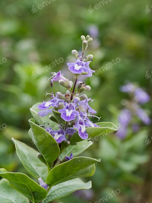 Preview: Close Up Of Vitex Rotundifolia Flower.