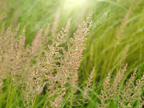 Preview: Out Of Focus Image, Soft The Flower Grass With Sunlight And Floating Dust.