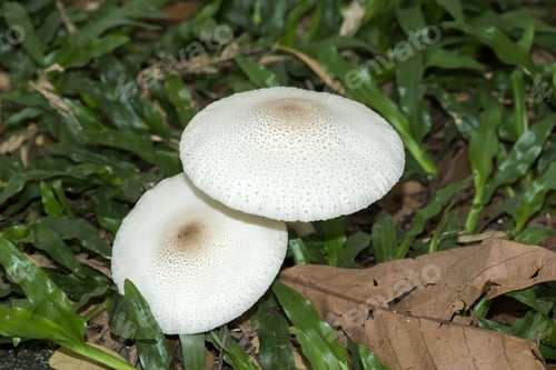 Preview: White Poisonous Mushrooms.