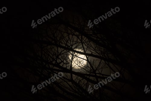 Preview: Low Key Image Of Night Sky And The Moon With Branch.