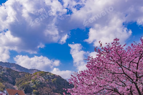 Preview: Beautiful Cherry Blossoms In Kawazu Town