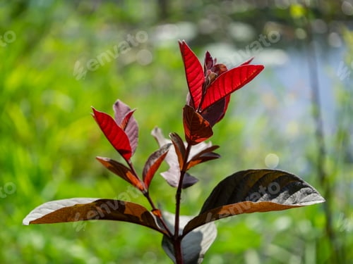 Preview: Close Up Red Guava Leaves On Tree. (Scientific Name Psidium Guajava)