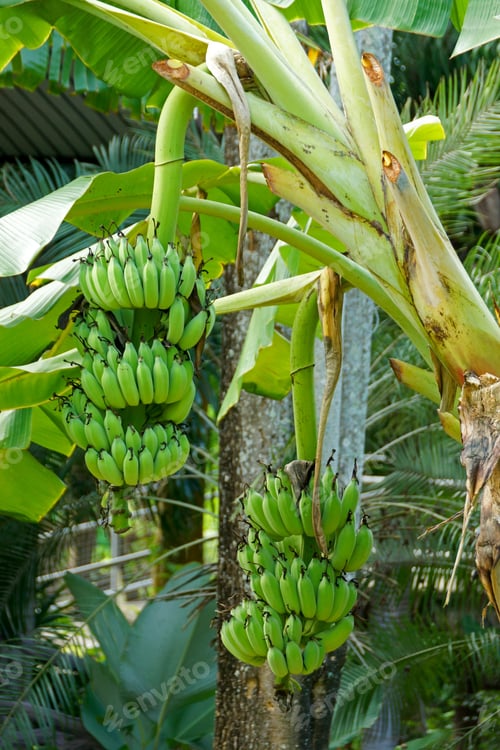 Preview: Young Green Banana On Tree
