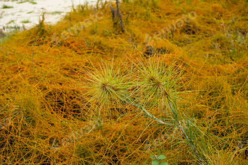 Preview: Close Up Spinifex Littoreus Grass Plant With Dodder Plant Background.