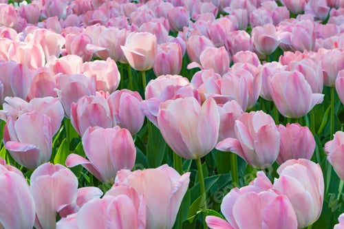 Preview: Colorful Tulips At Yokohama Park