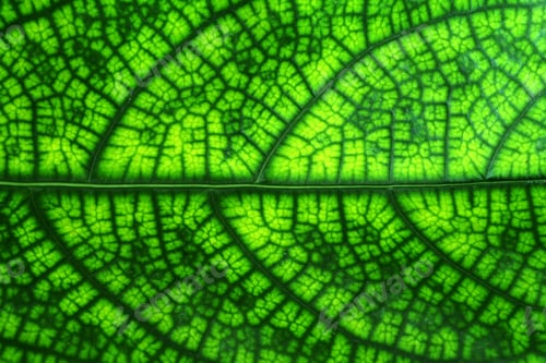 Preview: Details Of Green Leaf