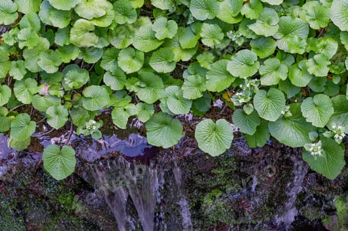 Preview: Wasabi Field Of Ikadaba In Izu Shizuoka Prefecture
